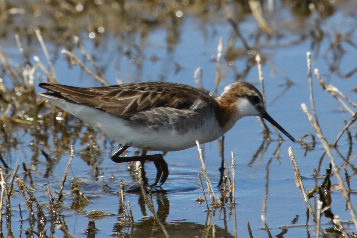 Wilson's Phalarope - ML620425463