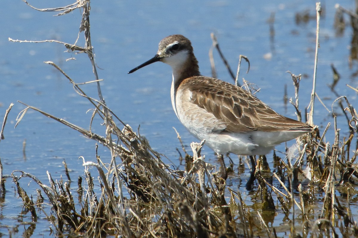 Wilson's Phalarope - ML620425464