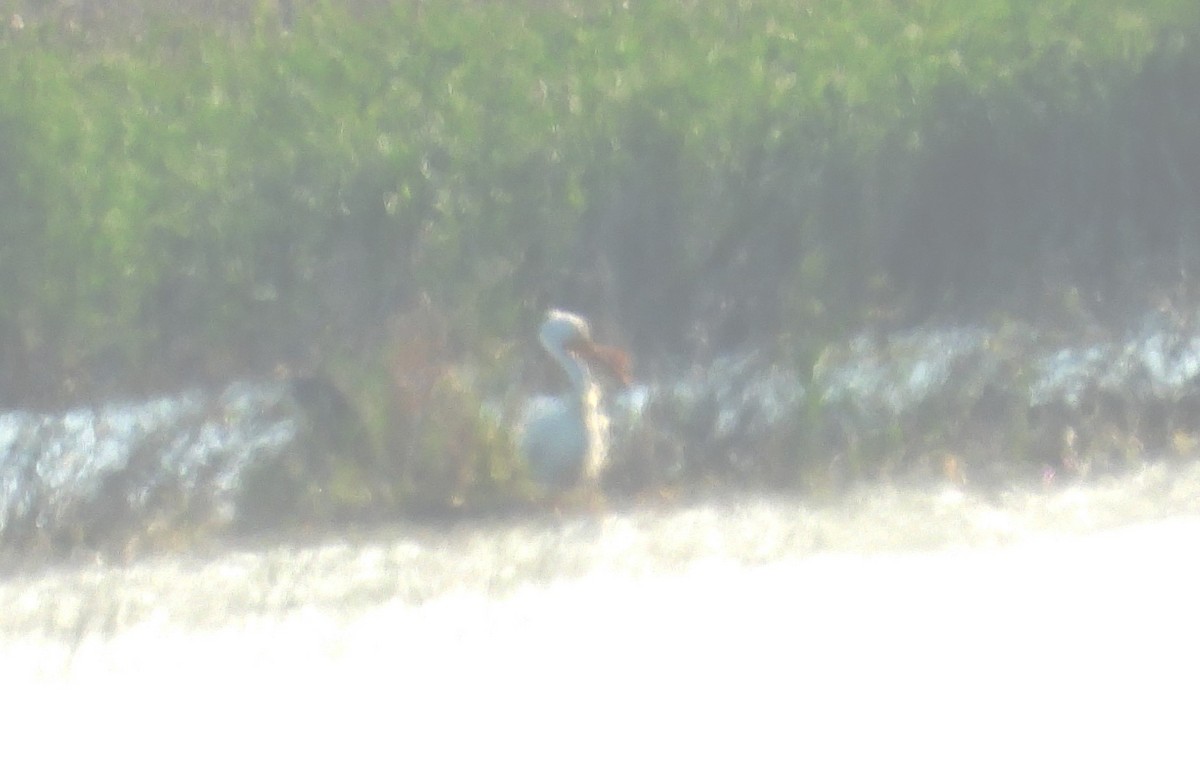 pelikán severoamerický - ML620425468