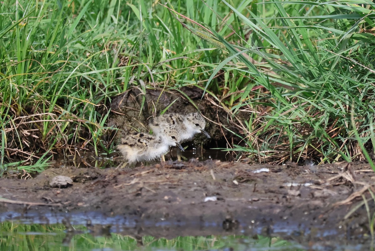 Black-necked Stilt - ML620425470