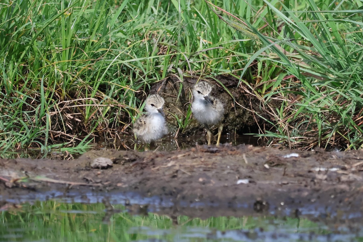 Black-necked Stilt - ML620425471