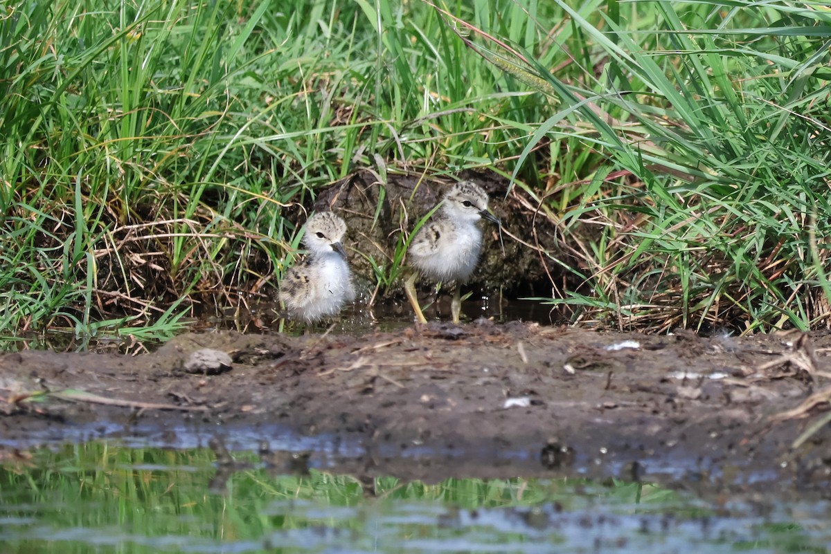 Black-necked Stilt - ML620425472