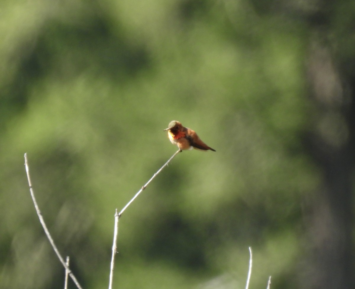 Rufous Hummingbird - ML620425489