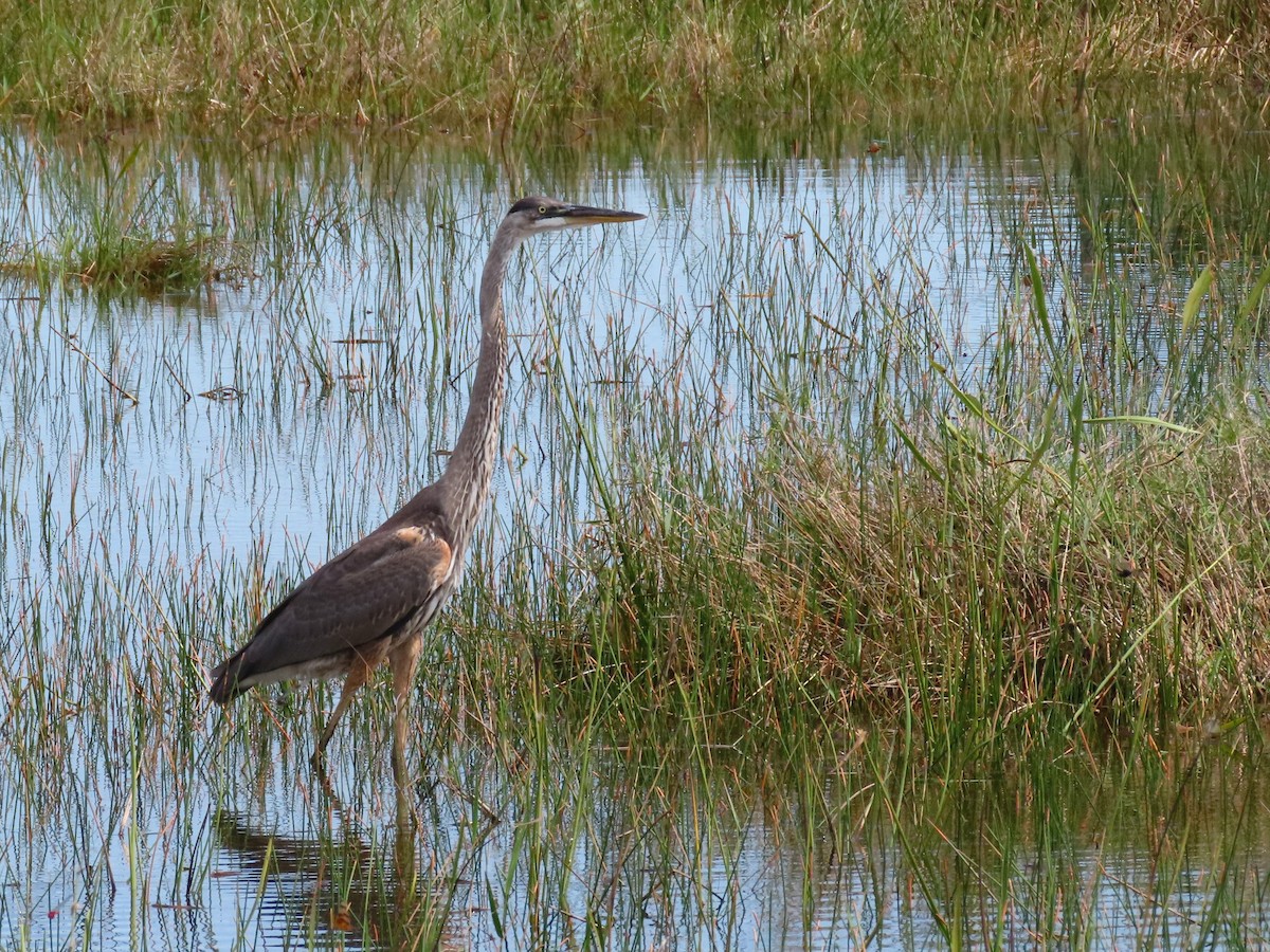 Great Blue Heron - ML620425493