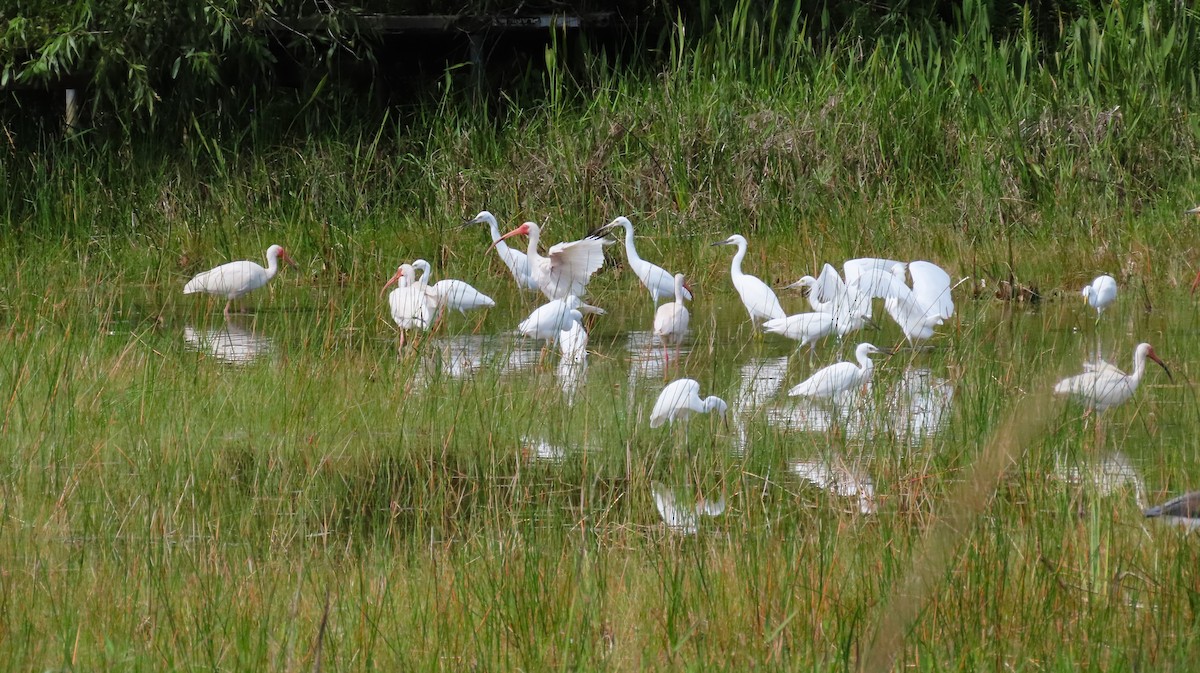 Snowy Egret - ML620425504