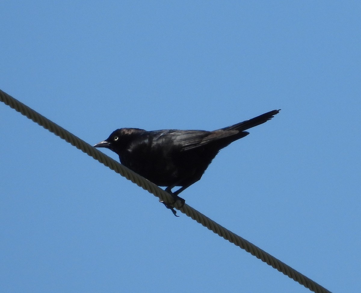 Brewer's Blackbird - ML620425510