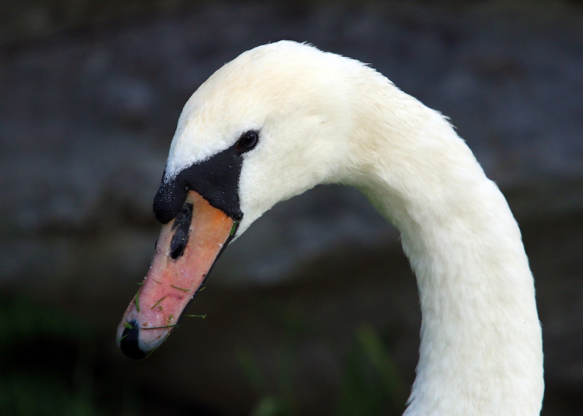 Mute Swan - ML620425519