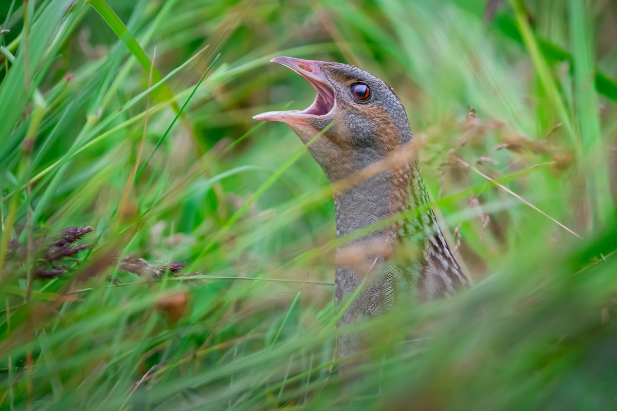 Corn Crake - ML620425526