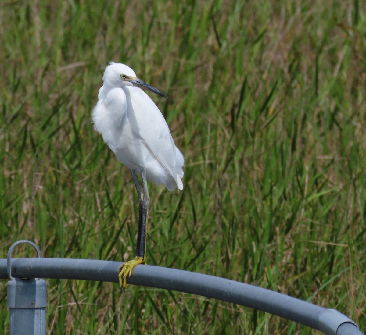 Snowy Egret - ML620425530