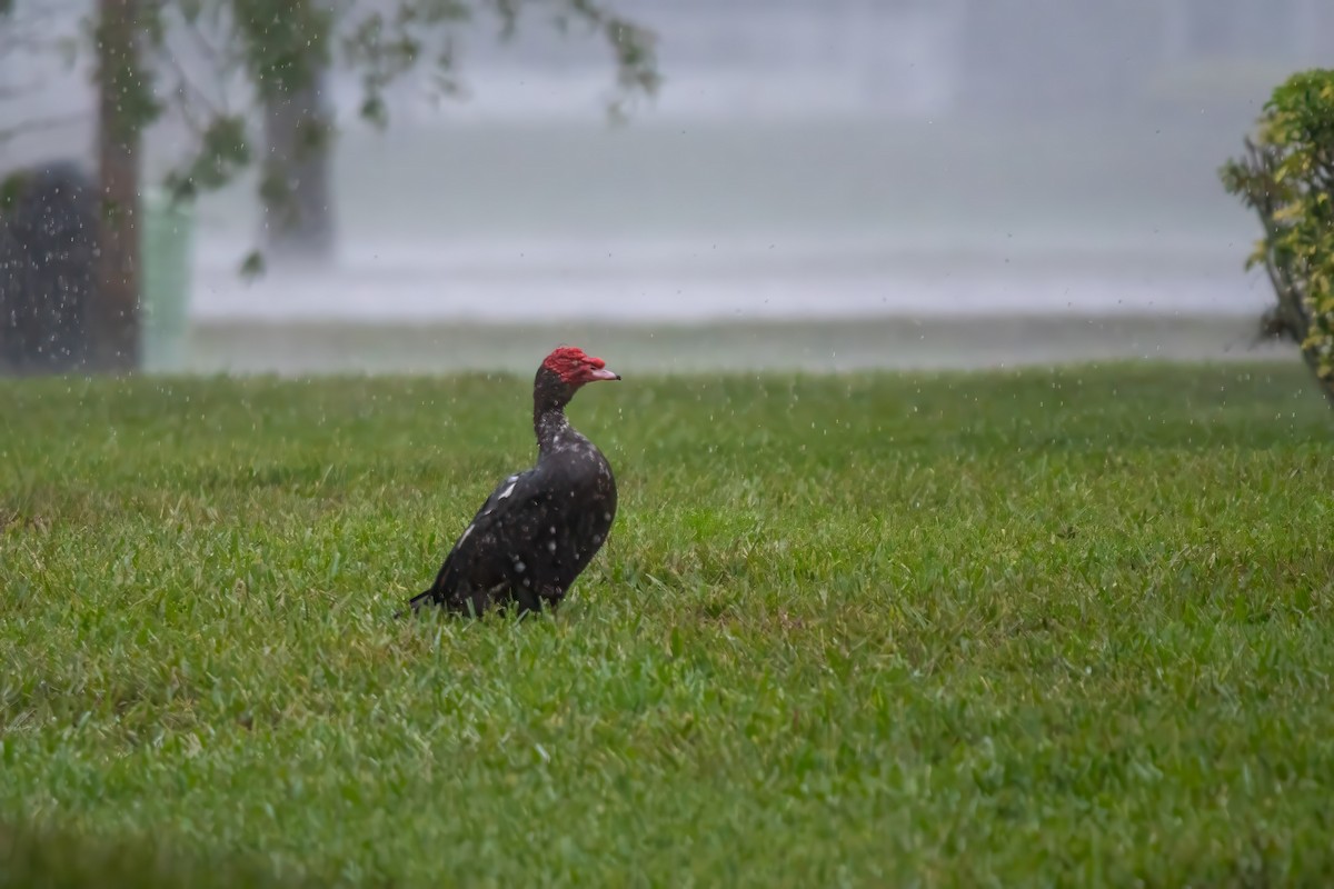 Muscovy Duck (Domestic type) - ML620425539