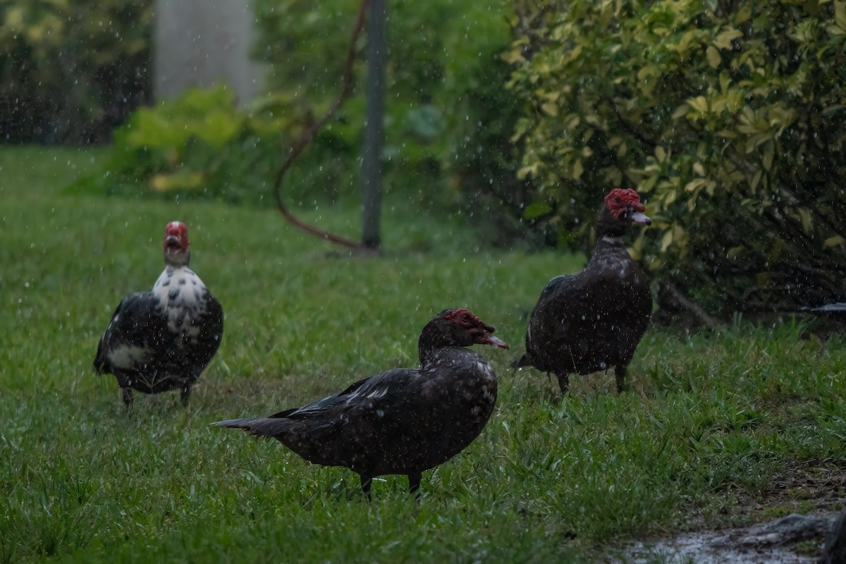 Muscovy Duck (Domestic type) - ML620425540