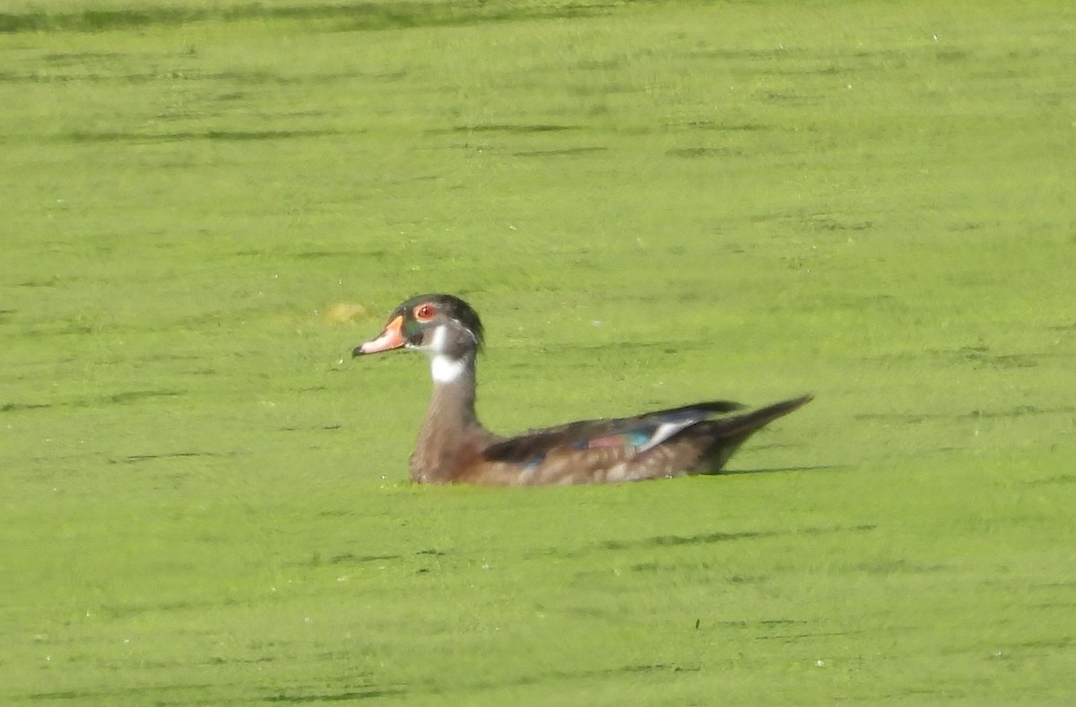 Wood Duck - ML620425542