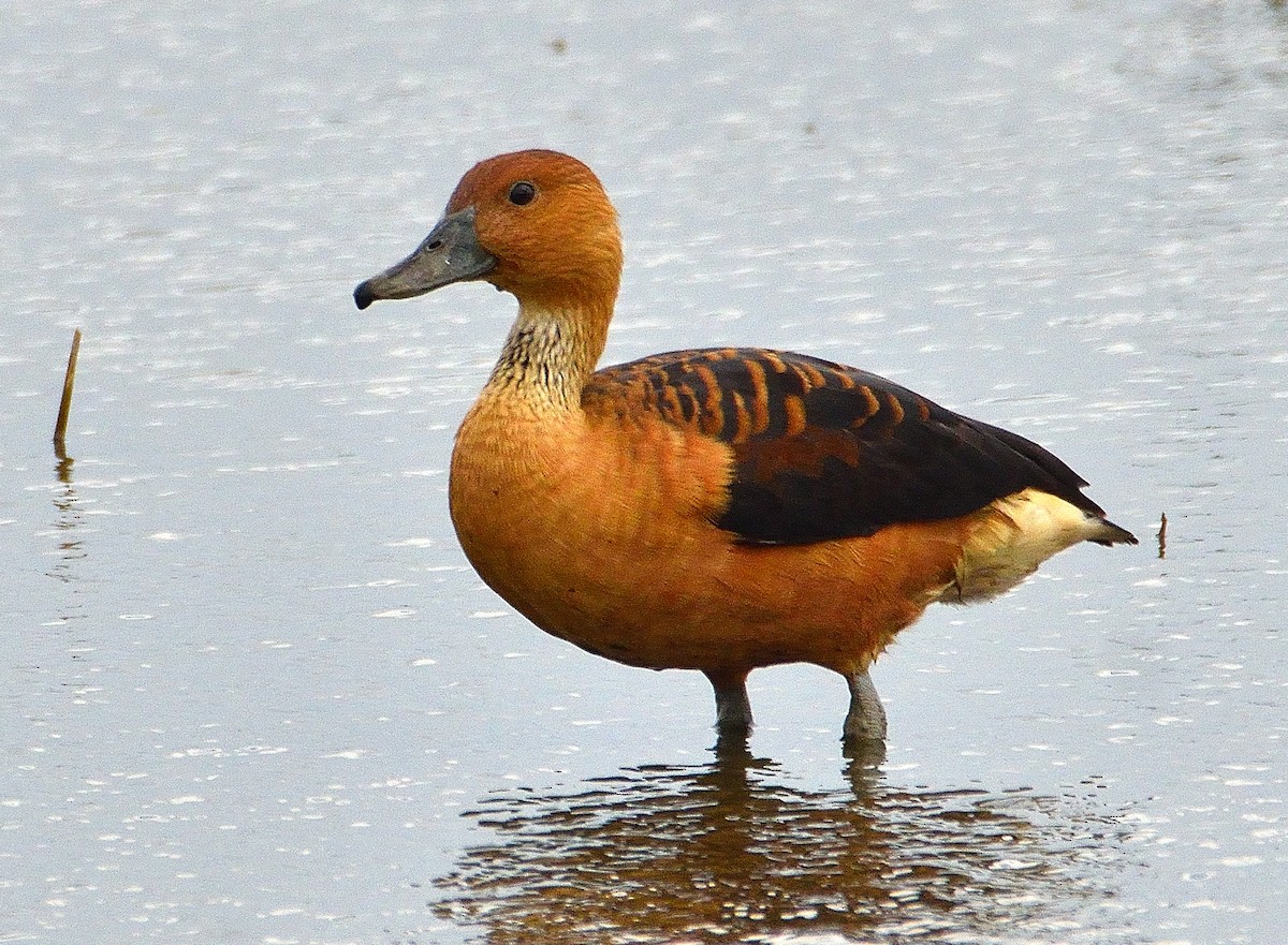 Fulvous Whistling-Duck - ML620425543