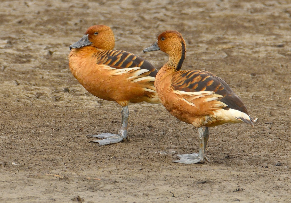 Fulvous Whistling-Duck - ML620425544