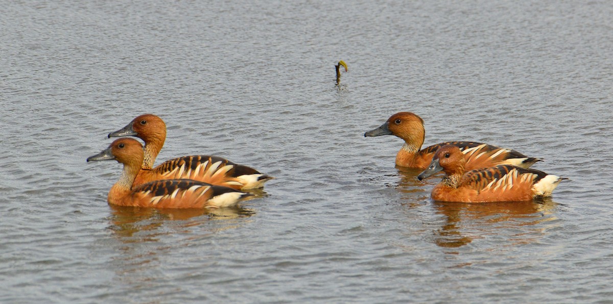 Fulvous Whistling-Duck - ML620425545