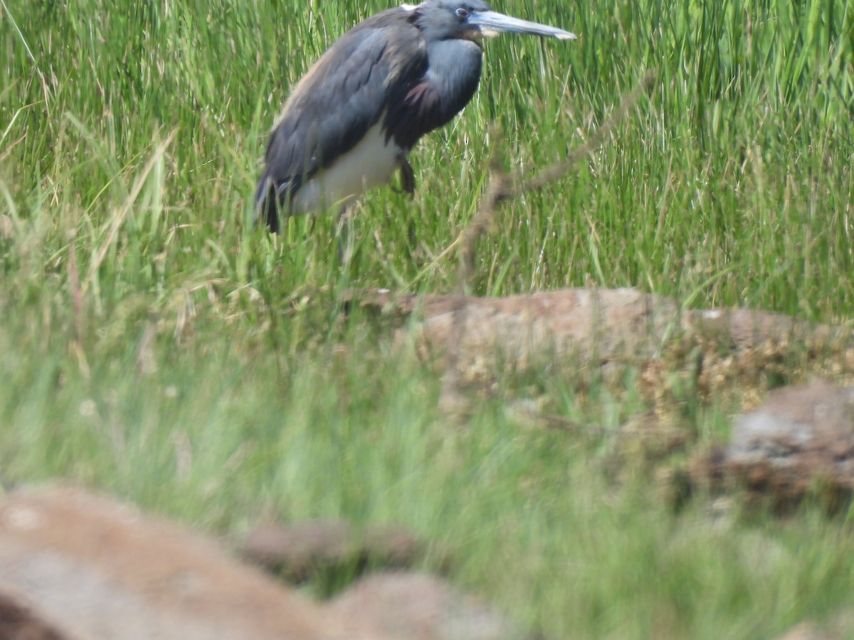 Tricolored Heron - ML620425546