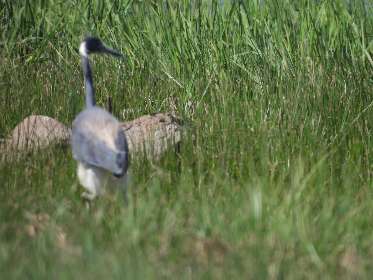 Tricolored Heron - ML620425548