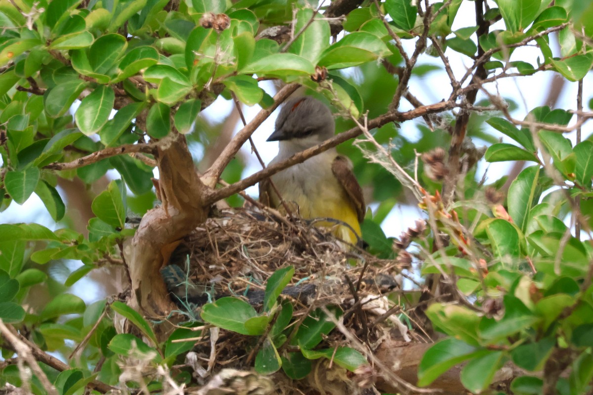 Western Kingbird - ML620425552