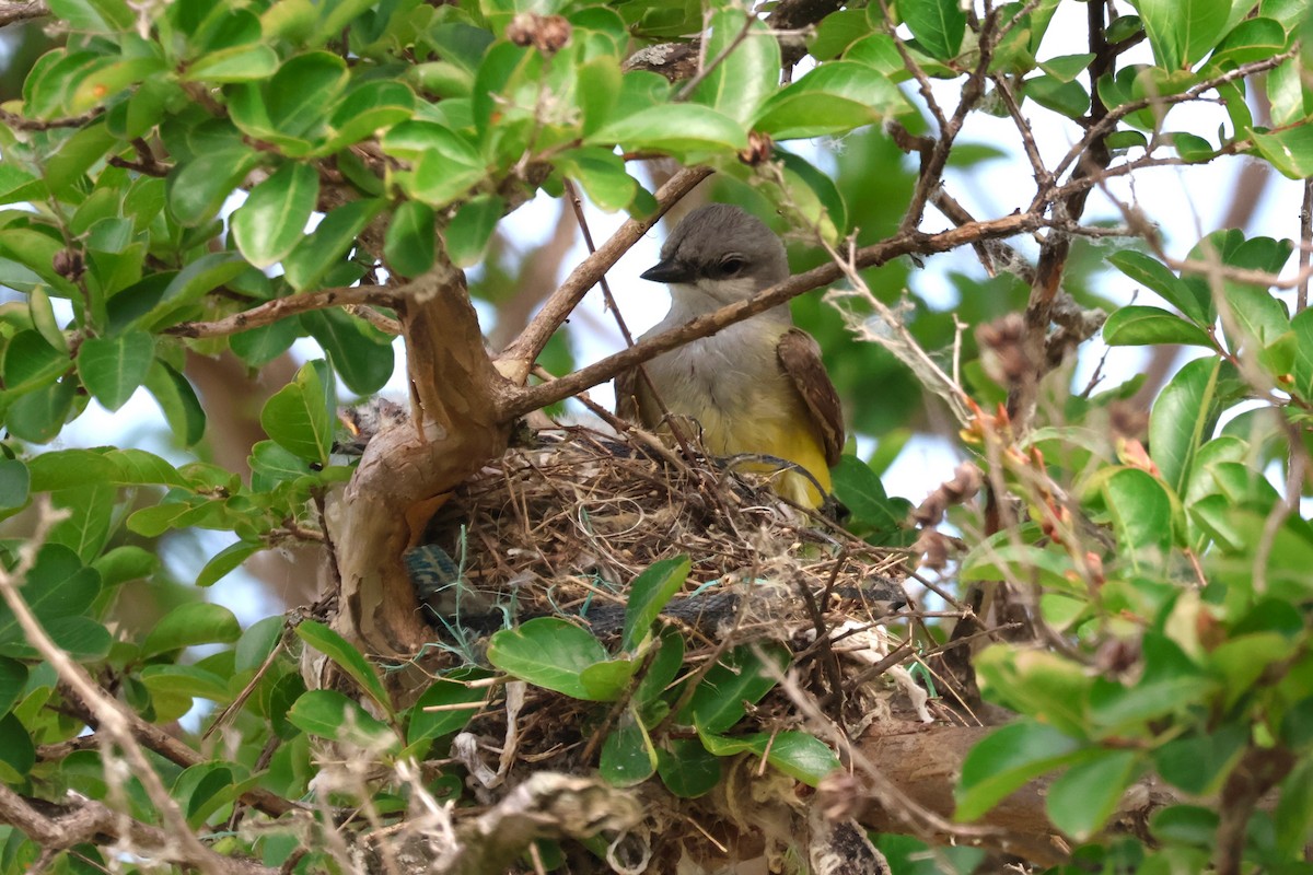 Western Kingbird - ML620425553