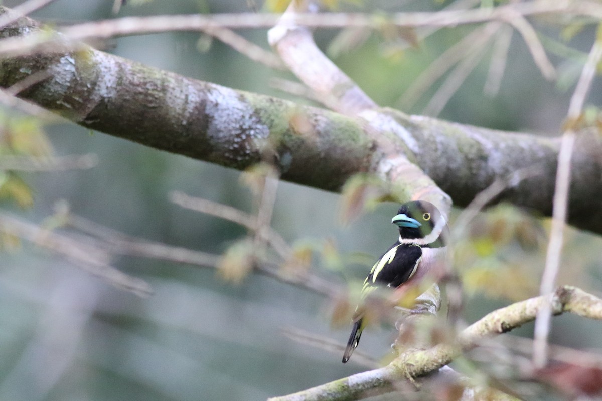 Black-and-yellow Broadbill - ML620425557