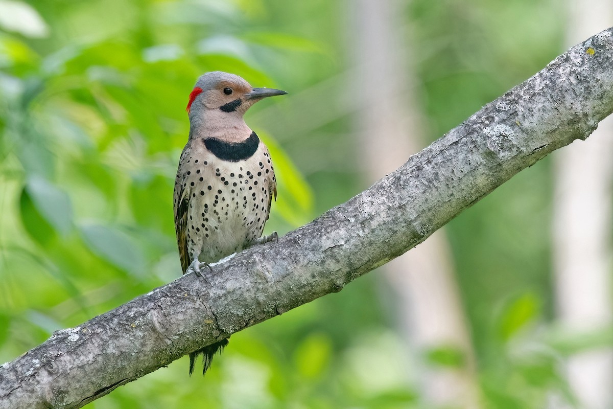 Northern Flicker (Yellow-shafted) - ML620425559