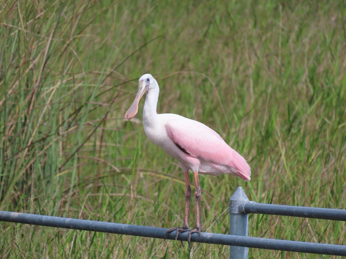 Roseate Spoonbill - Susan Young