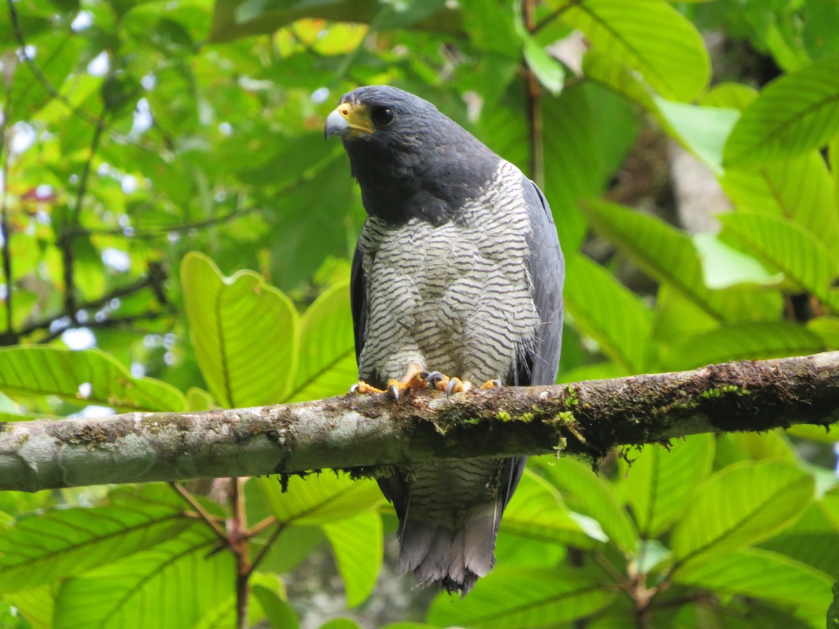 Barred Hawk - ML620425568