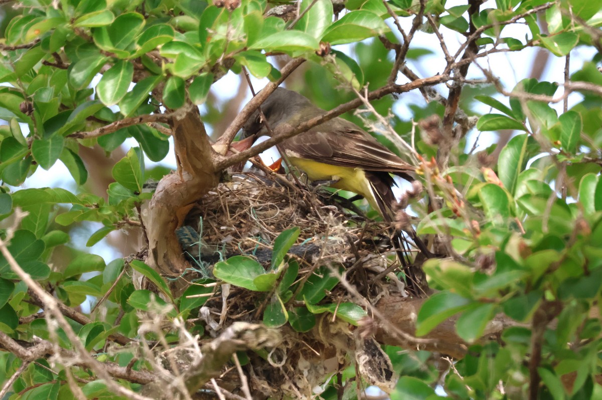 Western Kingbird - ML620425585