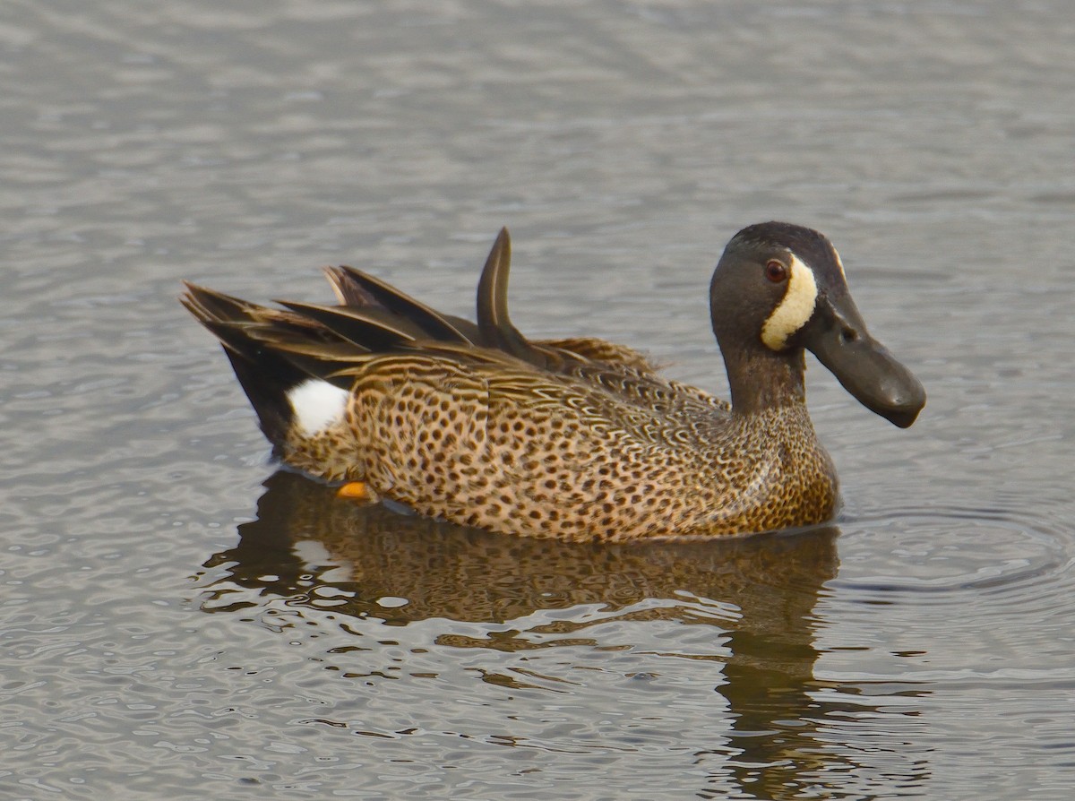 Blue-winged Teal - ML620425586
