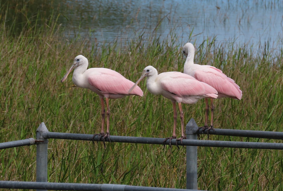 Roseate Spoonbill - ML620425592