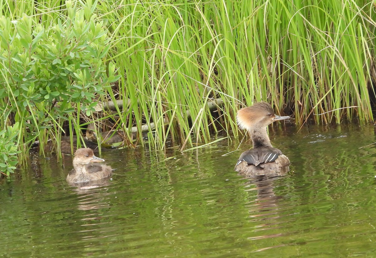 Hooded Merganser - ML620425598