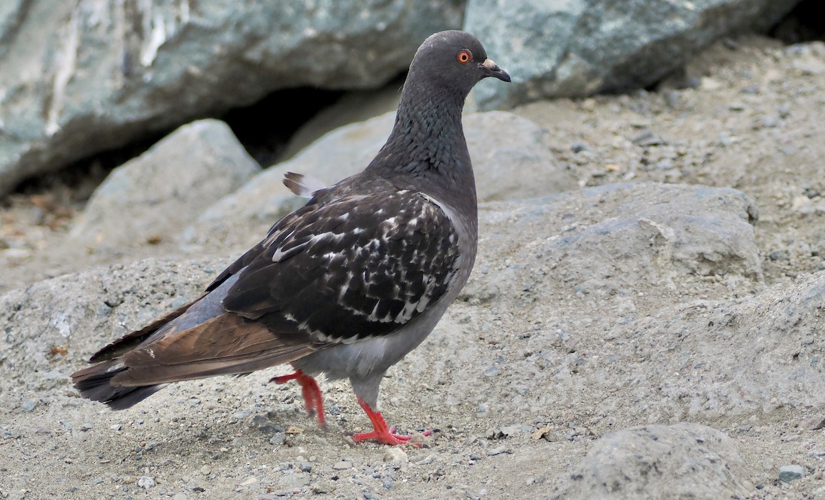 Rock Pigeon (Feral Pigeon) - ML620425601