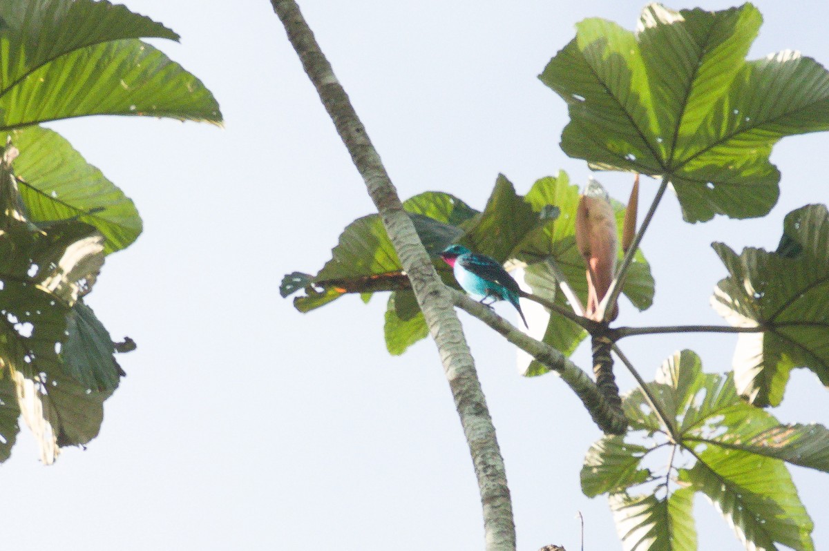 Spangled Cotinga - ML620425604