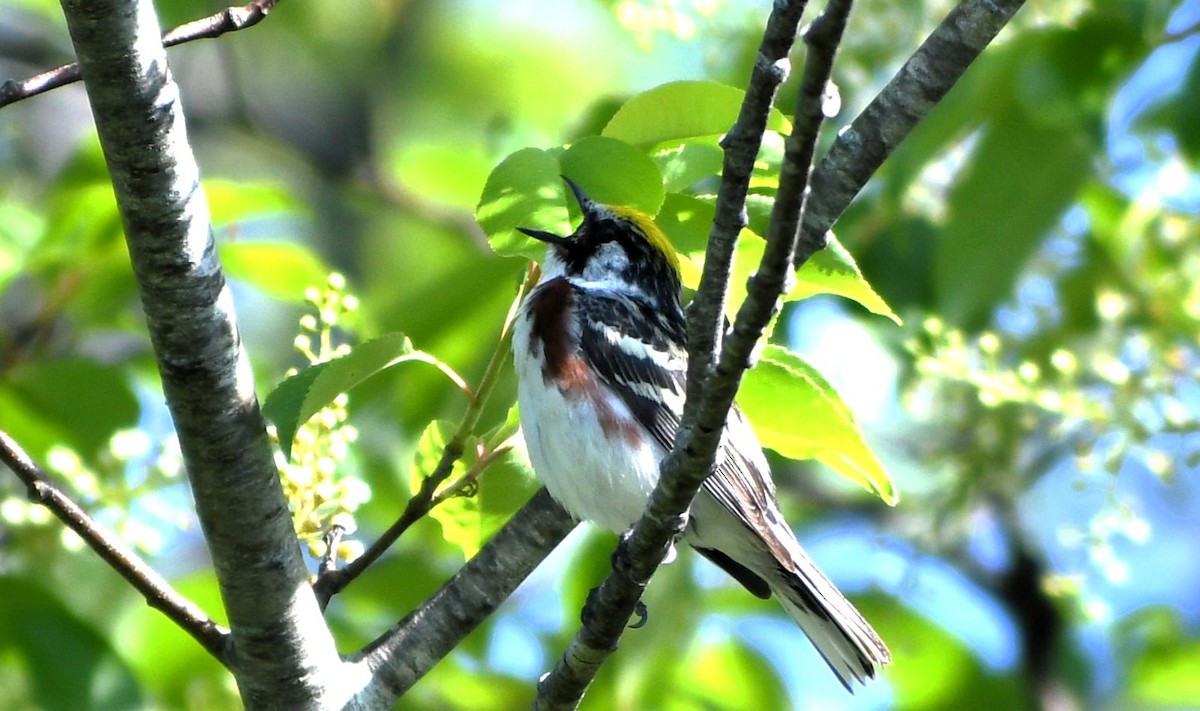 Chestnut-sided Warbler - ML620425606