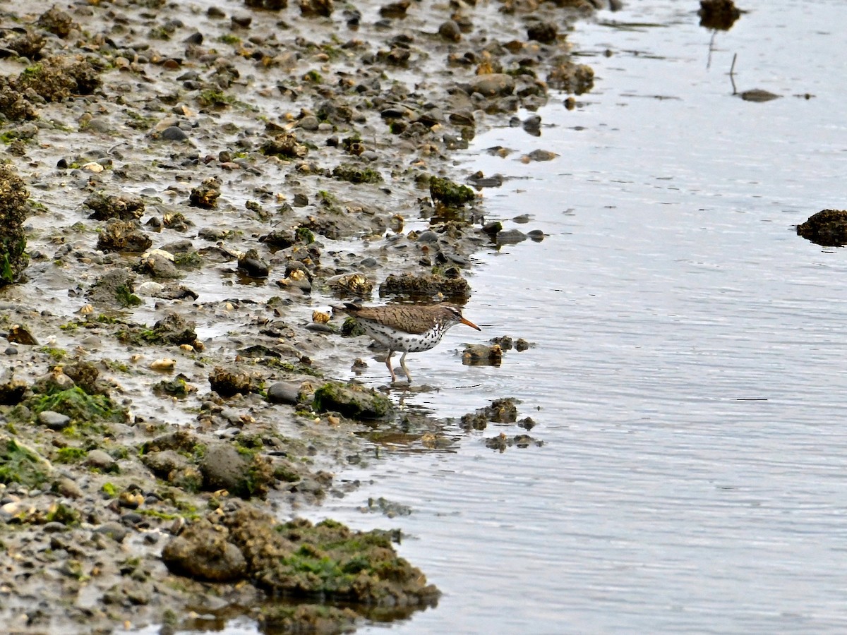 Spotted Sandpiper - ML620425608