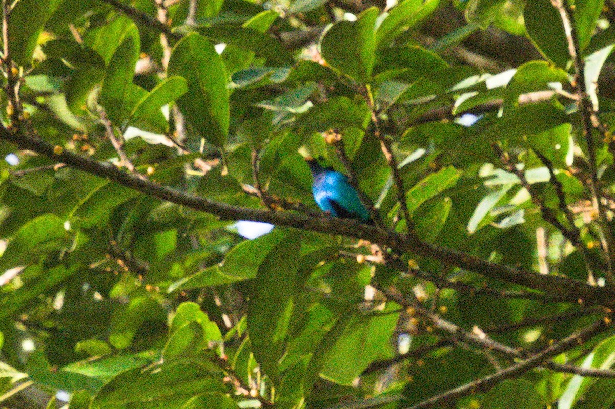 Paradise Tanager - ML620425610
