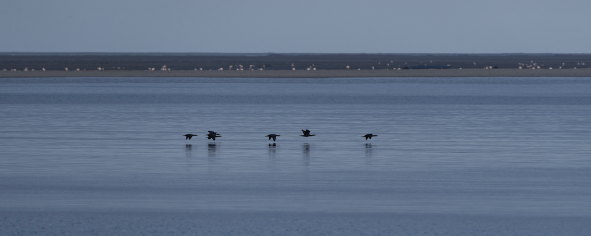 Greater Flamingo - ML620425615