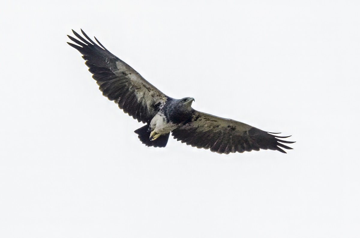 Black-chested Buzzard-Eagle - ML620425620