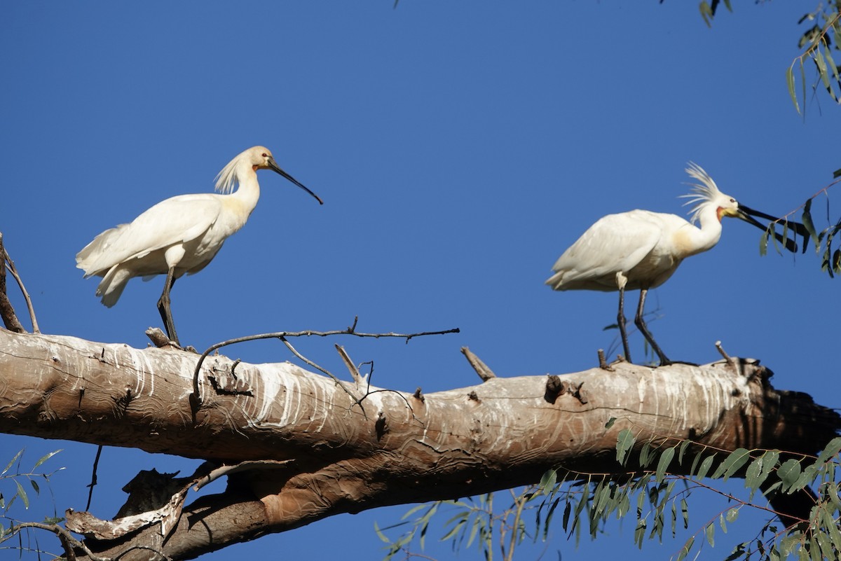 Eurasian Spoonbill - ML620425623