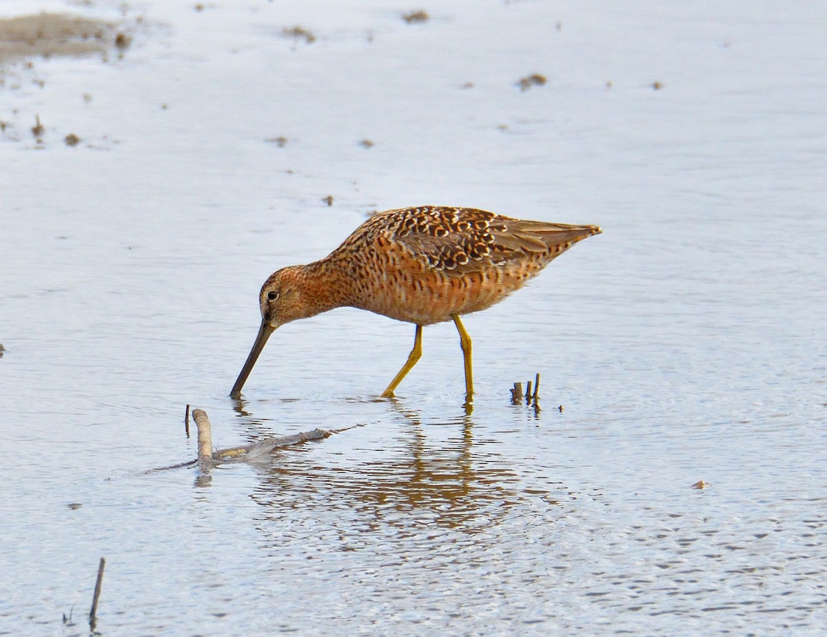 Long-billed Dowitcher - ML620425629