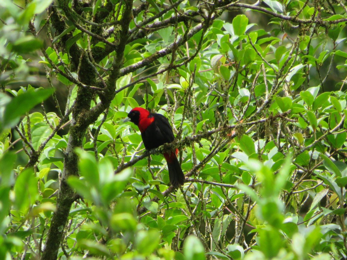 Crimson-collared Tanager - ML620425640