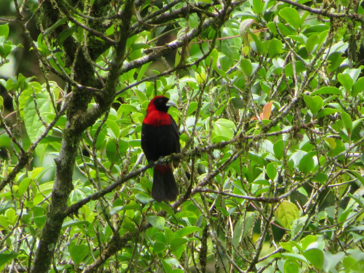 Crimson-collared Tanager - ML620425641