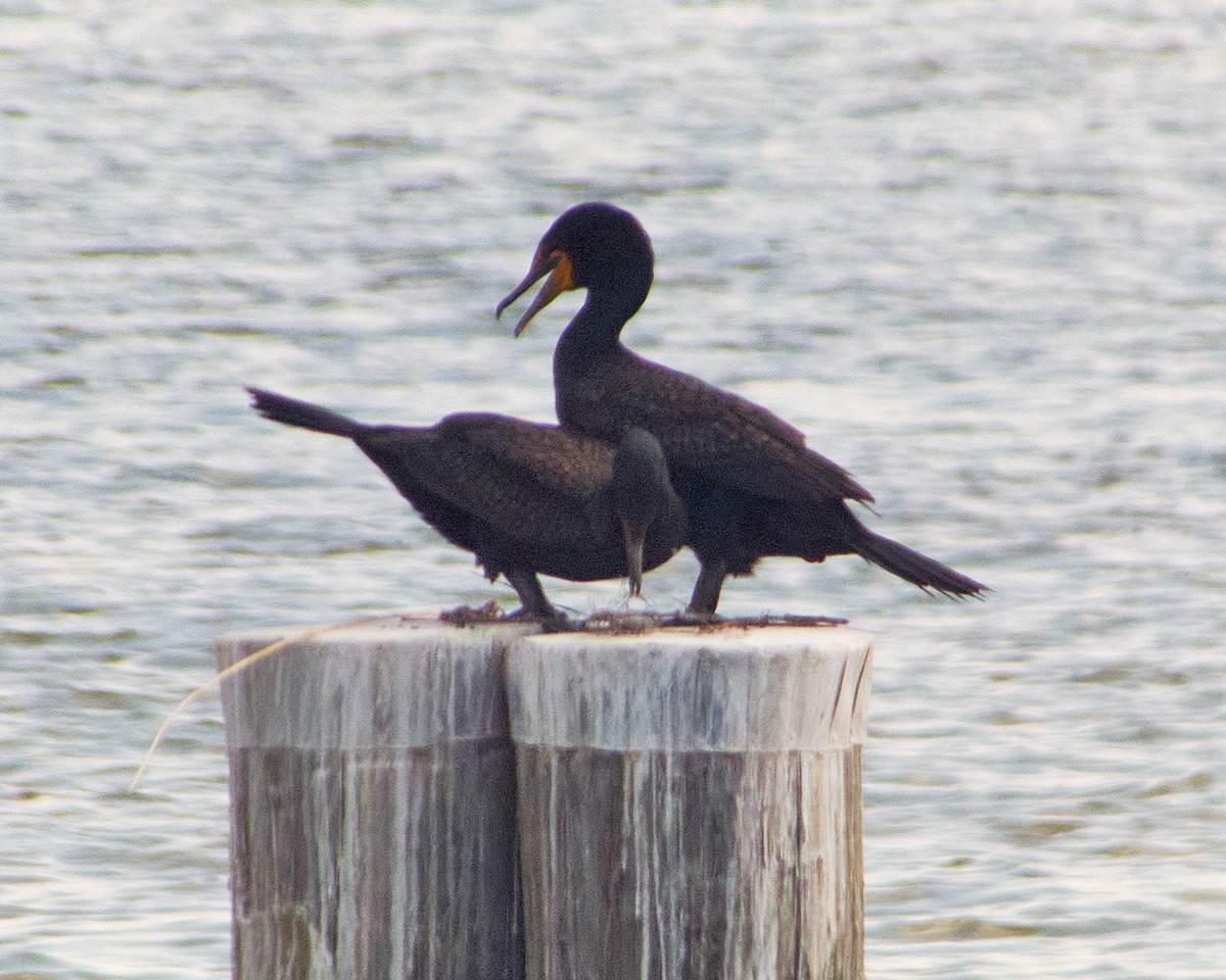 Double-crested Cormorant - ML620425646