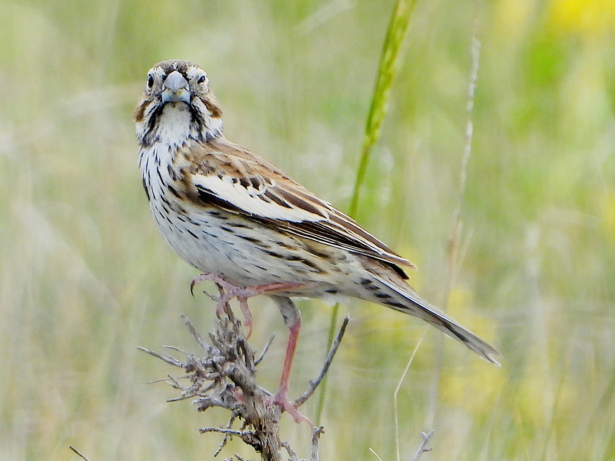 Lark Bunting - Dave Manzer