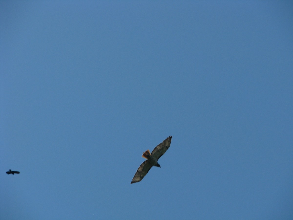 Red-tailed Hawk - ML620425653