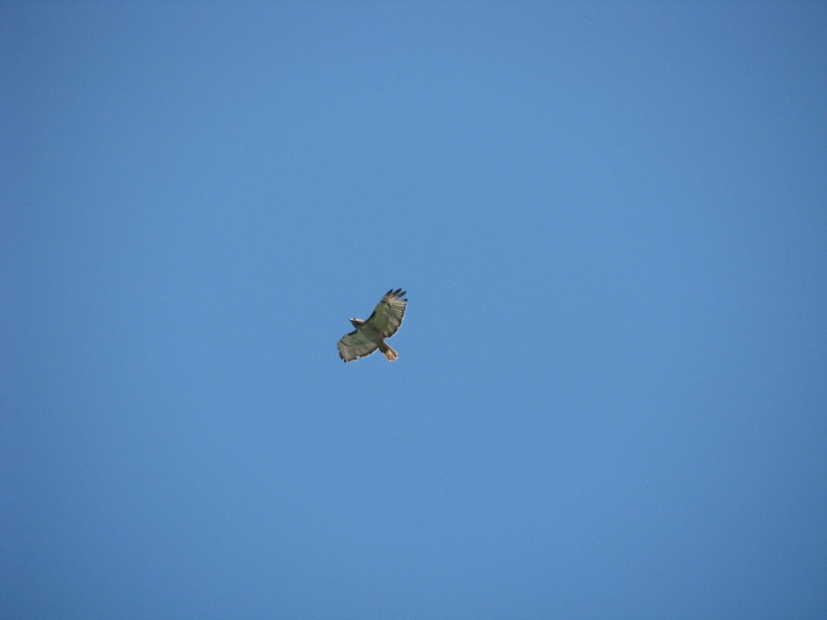 Red-tailed Hawk - ML620425654