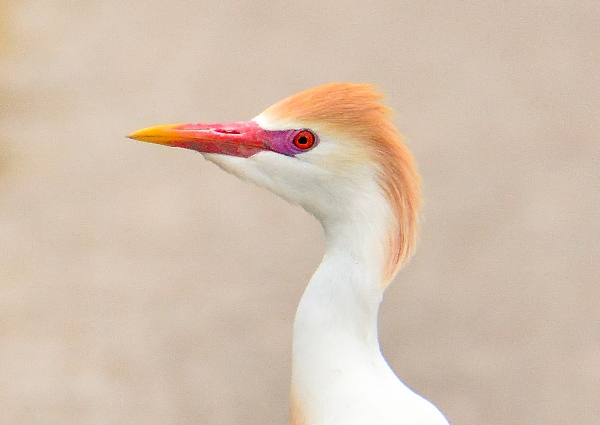 Египетская цапля (ibis) - ML620425657