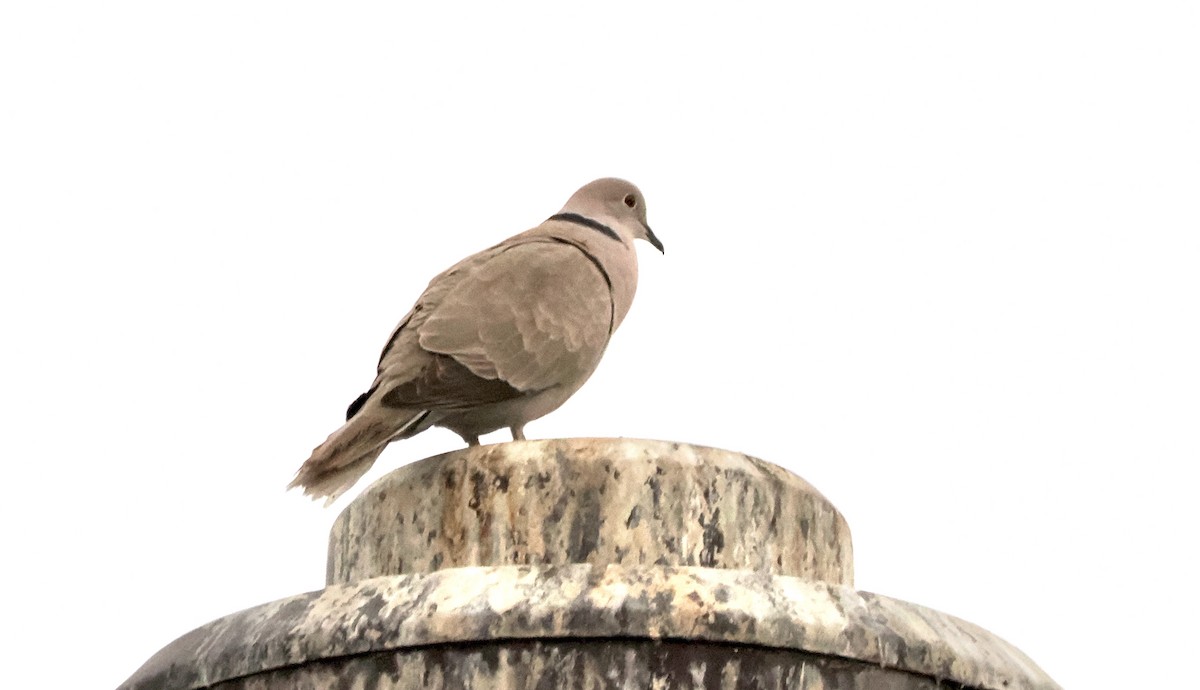 Eurasian Collared-Dove - ML620425660