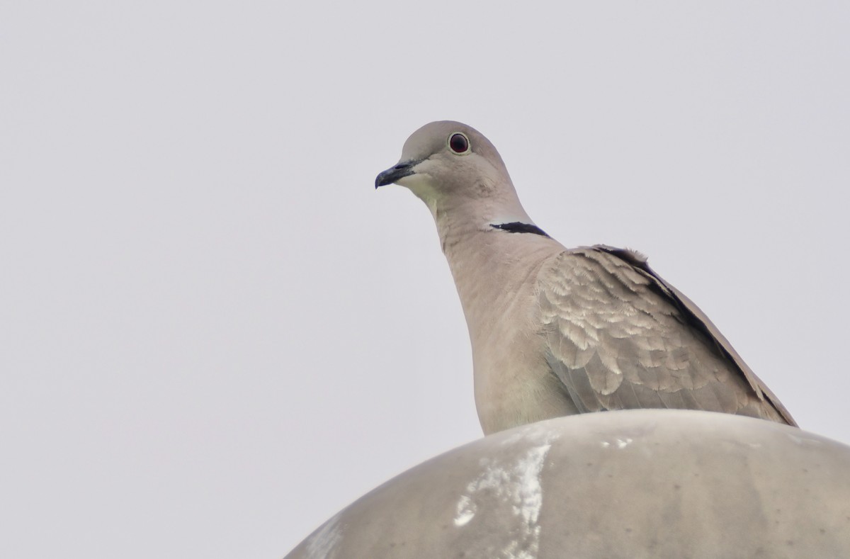 Eurasian Collared-Dove - ML620425661