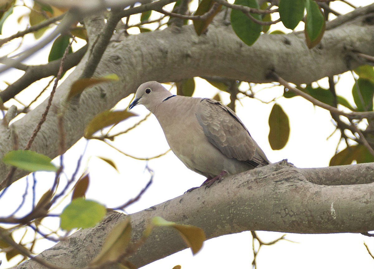 Eurasian Collared-Dove - ML620425662